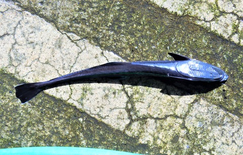 高知の食材 海産物 水産資源 土佐料理 旬の鰹がゆく