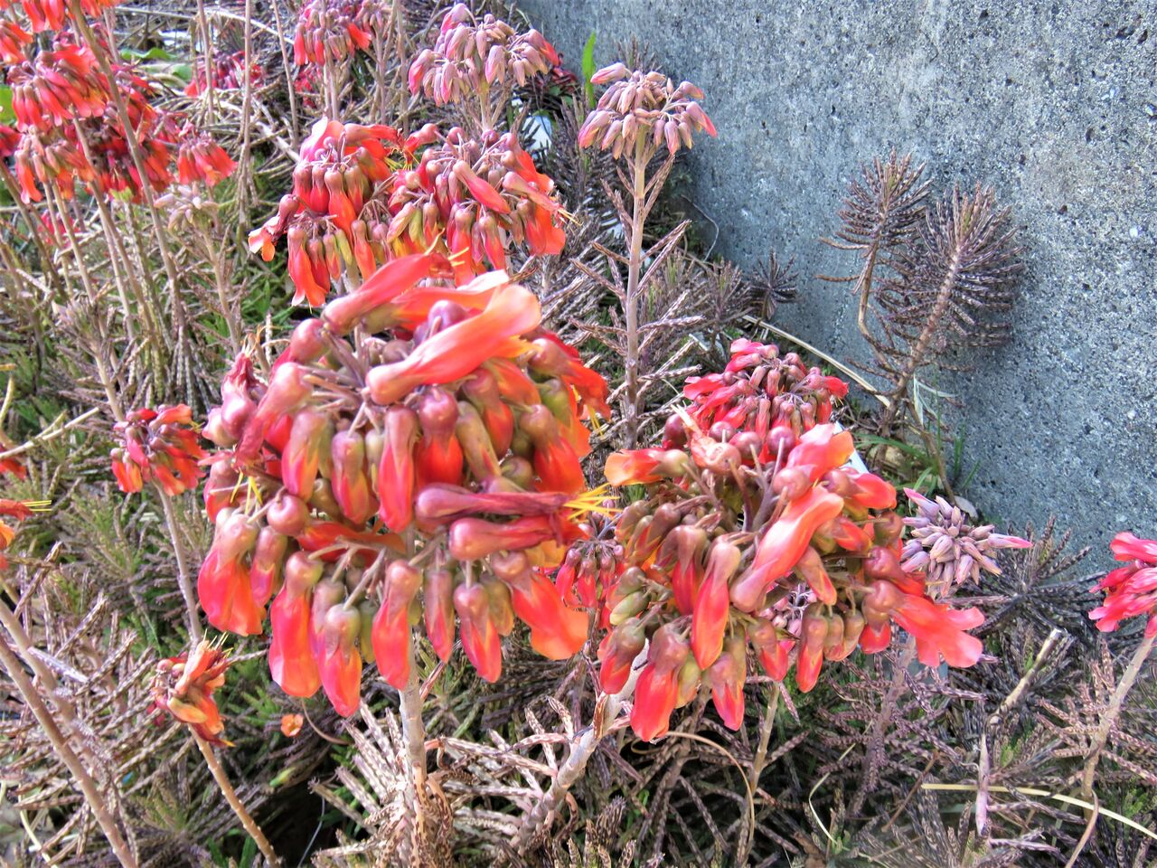 加領郷の海岸で見た赤い花 土佐料理 旬の鰹がゆく 加領郷の海岸で見た赤い花 土佐料理 旬の鰹がゆく