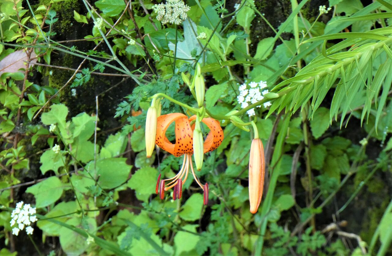 里山のユリが咲いて 土佐料理 旬の鰹がゆく