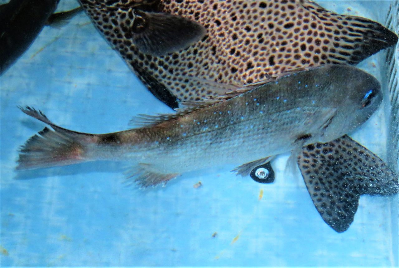 目鼻立ち マダイ編 土佐料理 旬の鰹がゆく 目鼻立ち マダイ編 土佐料理 旬の鰹がゆく