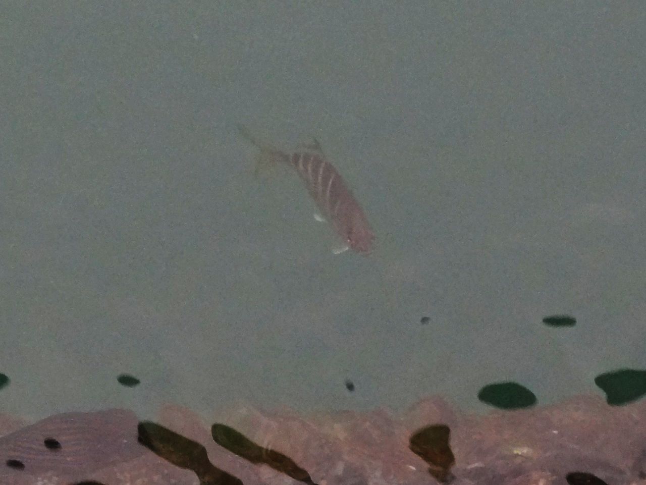 秋の魚 土佐料理 旬の鰹がゆく 秋の魚 土佐料理 旬の鰹がゆく