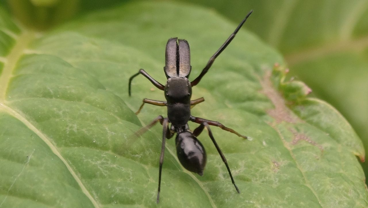 アリグモ 土佐料理 旬の鰹がゆく アリグモ 土佐料理 旬の鰹がゆく