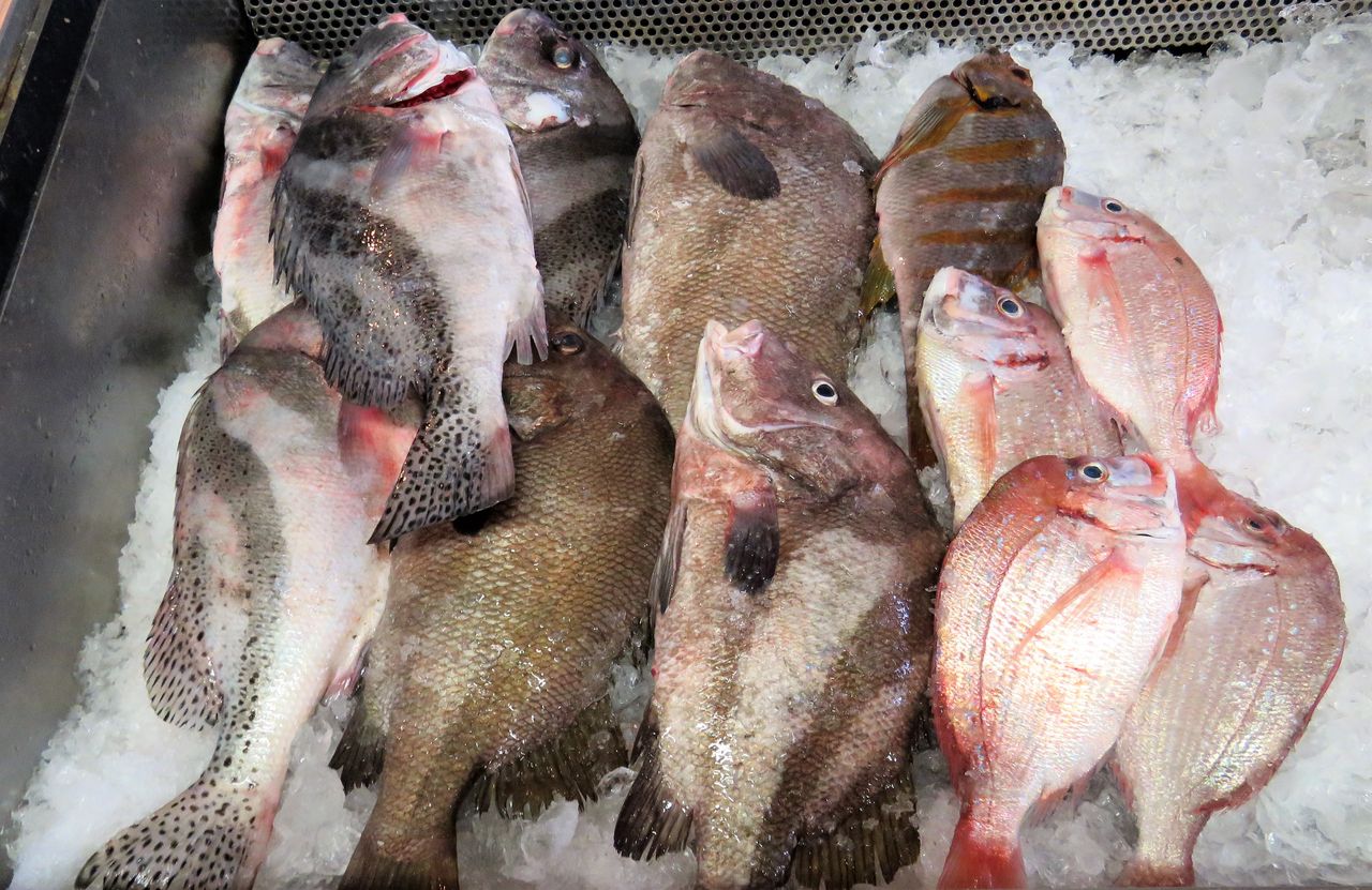 下魚と上等魚 土佐料理 旬の鰹がゆく