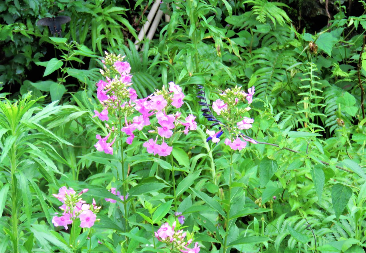 夏草原を飾るピンクの花 土佐料理 旬の鰹がゆく 夏草原を飾るピンクの花 土佐料理 旬の鰹がゆく
