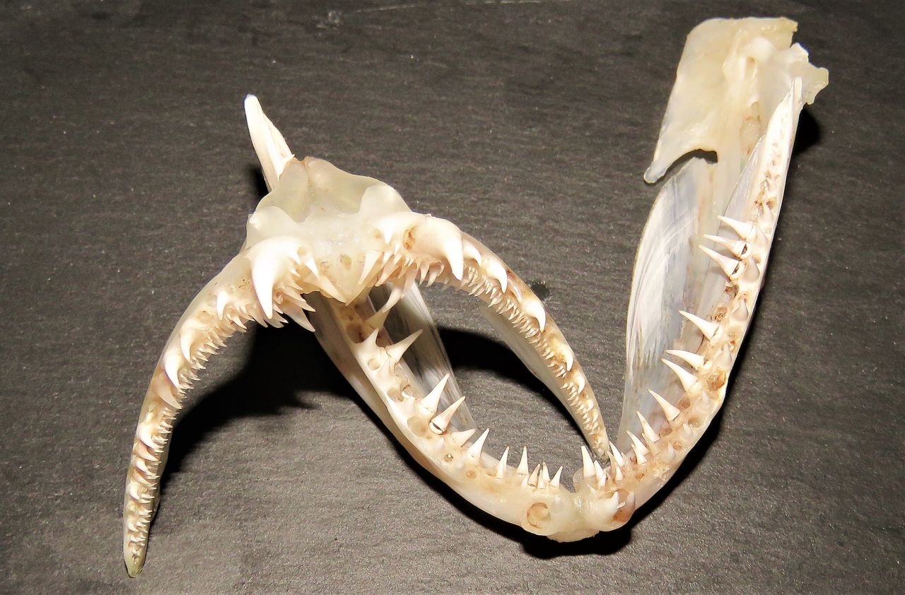 活締め天然クエの値打ち 土佐料理 旬の鰹がゆく