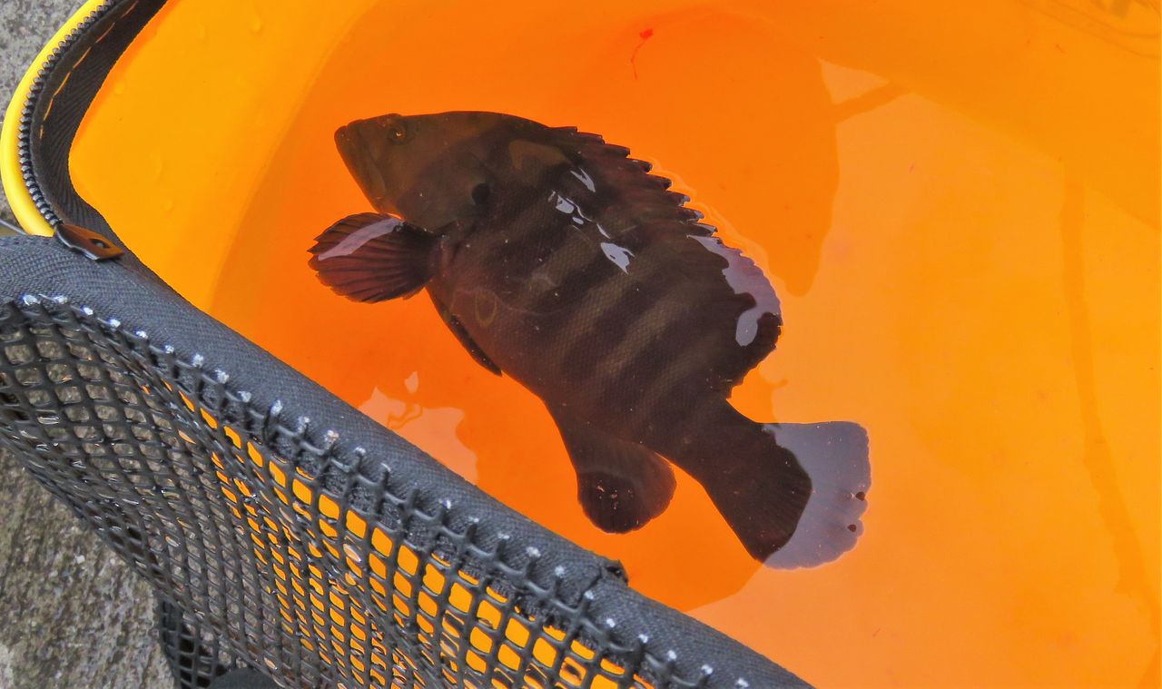 ヤミハタ 土佐料理 旬の鰹がゆく
