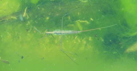 ミズカマキリ : 土佐料理 旬の鰹がゆく!