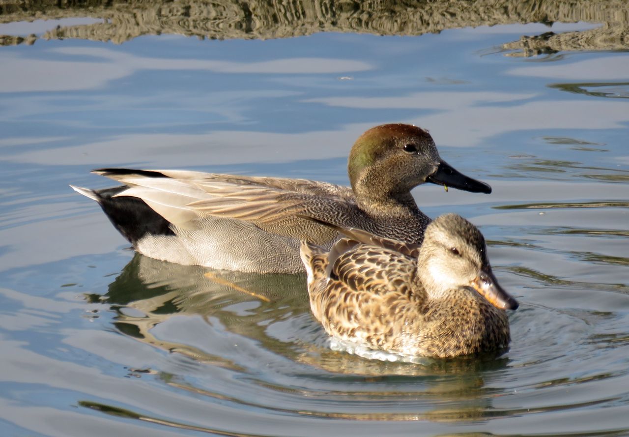 オカヨシガモ生殖羽 土佐料理 旬の鰹がゆく