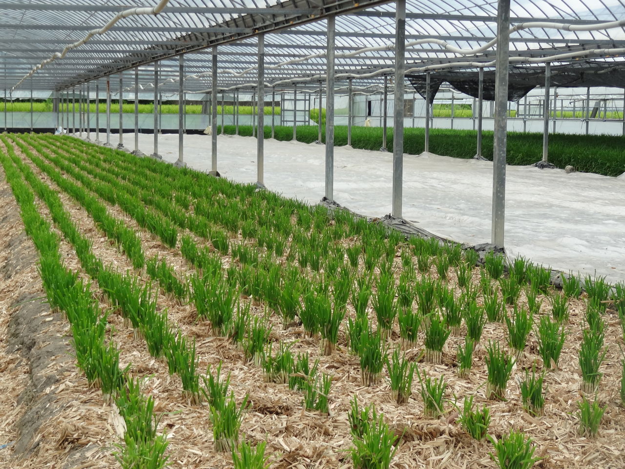 高知のニラ 土佐料理 旬の鰹がゆく