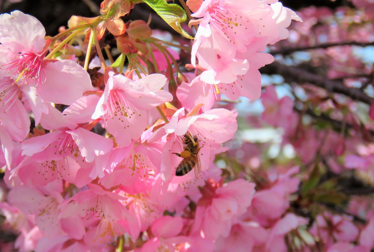 世の中の花も花なれ蜂も蜂なれ 土佐料理 旬の鰹がゆく 世の中の花も花なれ蜂も蜂なれ 土佐料理 旬の鰹がゆく