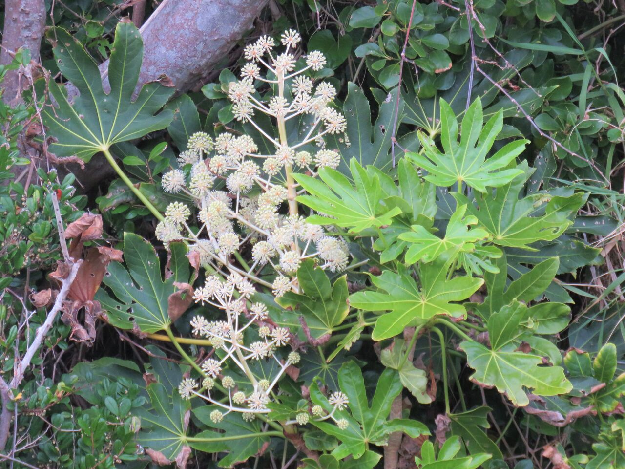 カミヤツデ 土佐料理 旬の鰹がゆく カミヤツデ 土佐料理 旬の鰹がゆく
