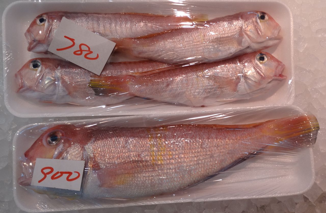 白甘鯛 シロアマダイ 土佐料理 旬の鰹がゆく