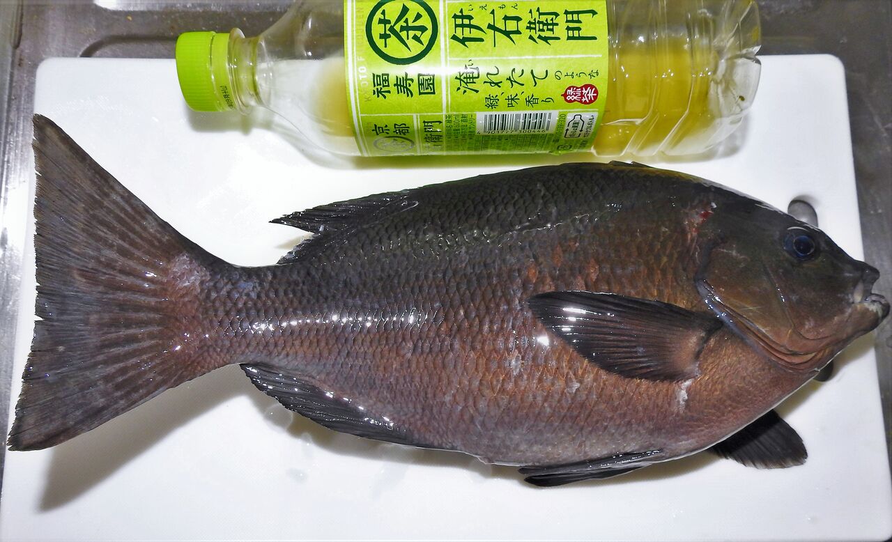 仲春のメジナ料理Ⅰ : 土佐料理 旬の鰹がゆく!