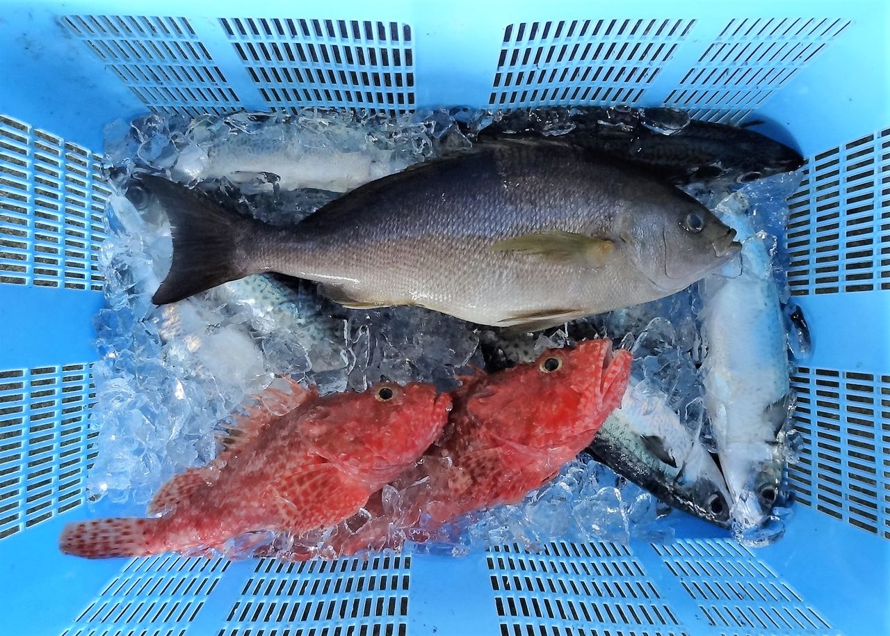 イサキはどこまで大きくなる 土佐料理 旬の鰹がゆく イサキはどこまで大きくなる 土佐料理 旬の鰹がゆく