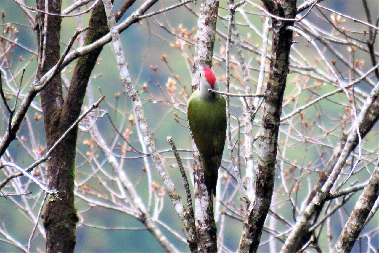 アオゲラ属 土佐料理 旬の鰹がゆく