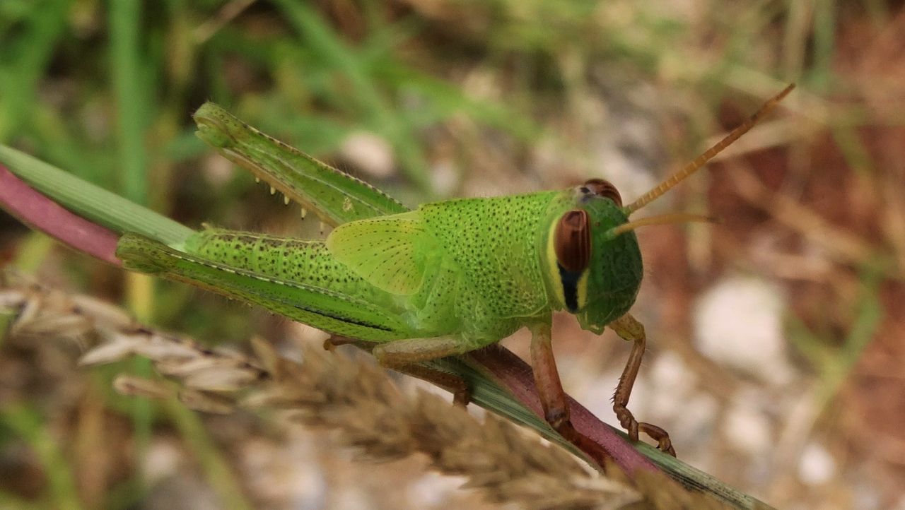 ツチイナゴの幼虫 土佐料理 旬の鰹がゆく