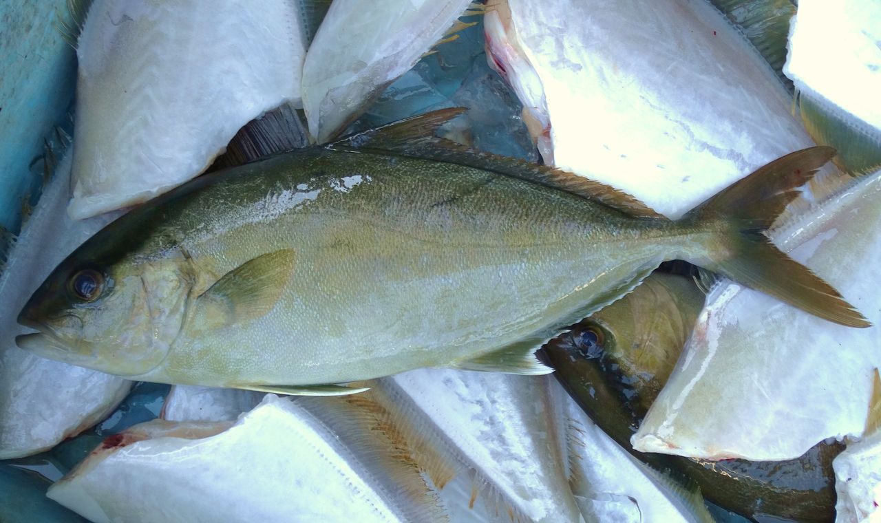 カンパチの当歳魚 土佐料理 旬の鰹がゆく