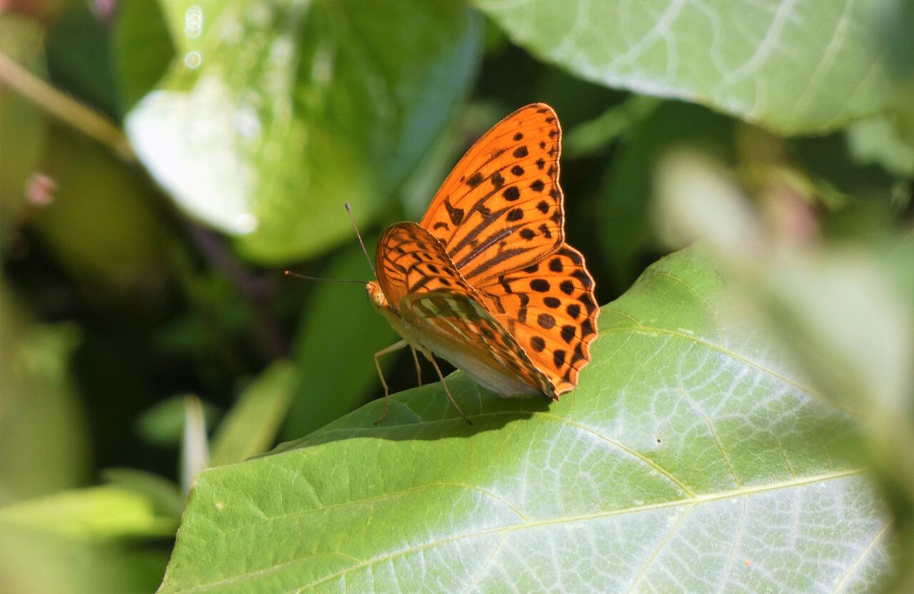 ミドリヒョウモンのマジック 土佐料理 旬の鰹がゆく ミドリヒョウモンのマジック 土佐料理 旬の鰹がゆく
