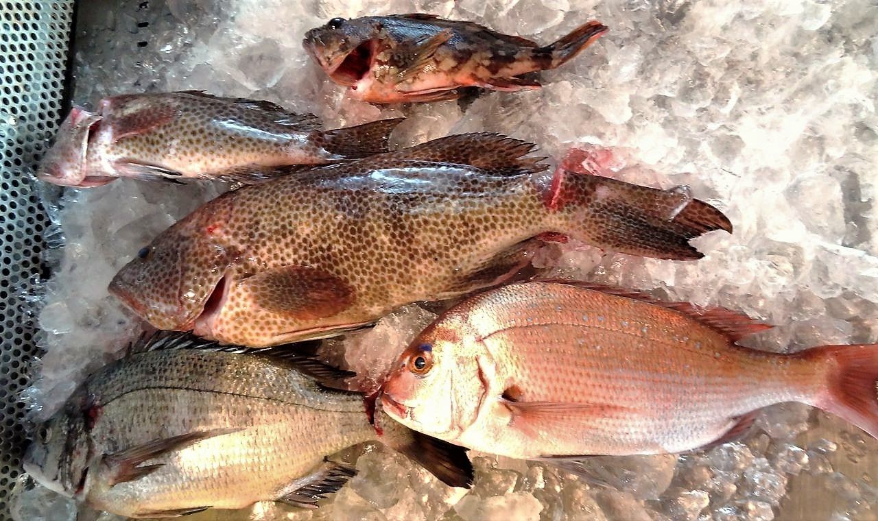 下魚と上等魚 土佐料理 旬の鰹がゆく