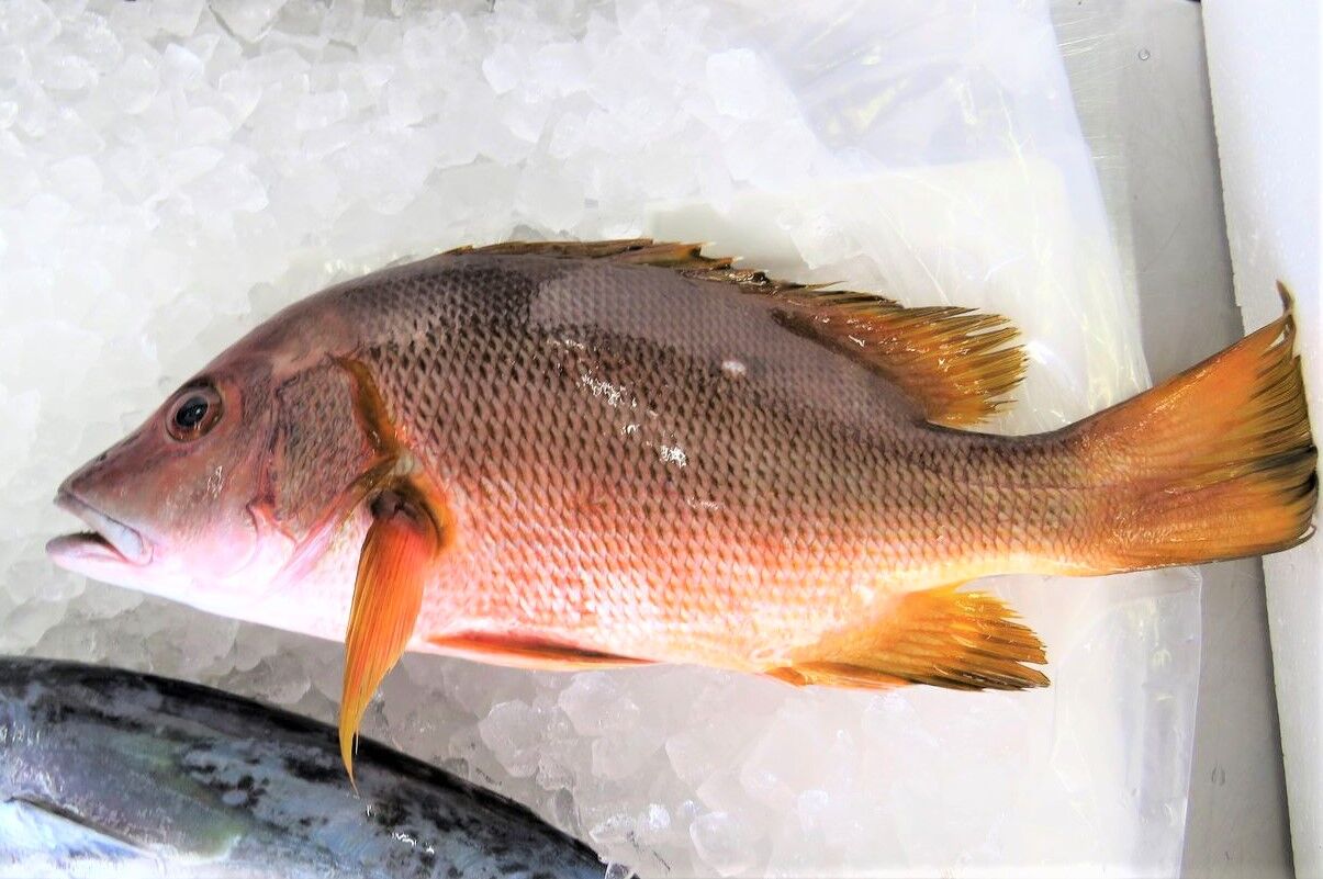 星鰹 ホシガツオ の価値 土佐料理 旬の鰹がゆく