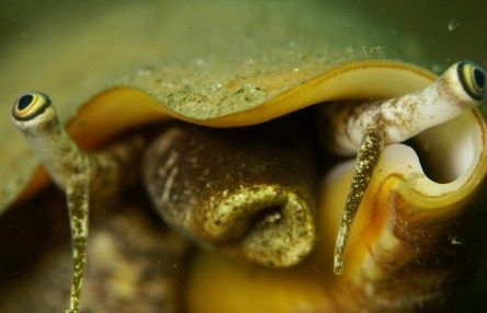 チャンバラ貝 土佐料理 旬の鰹がゆく