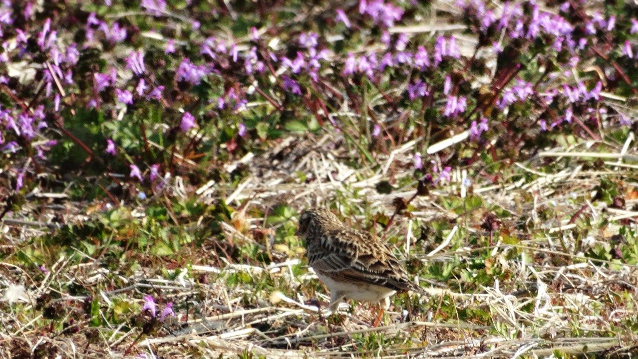 ヒバリ 土佐料理 旬の鰹がゆく