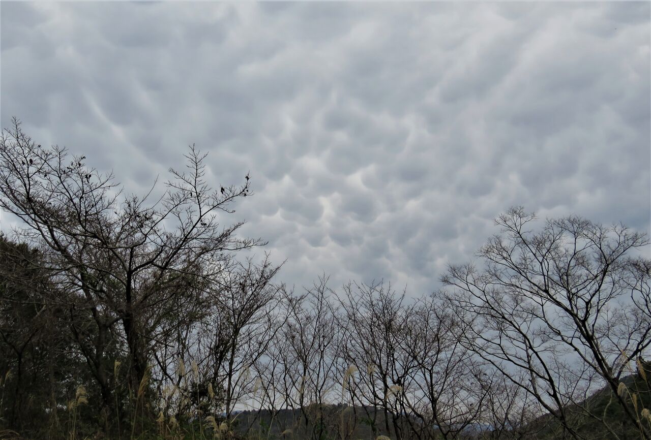 温かい冬空に乳房雲現る 土佐料理 旬の鰹がゆく