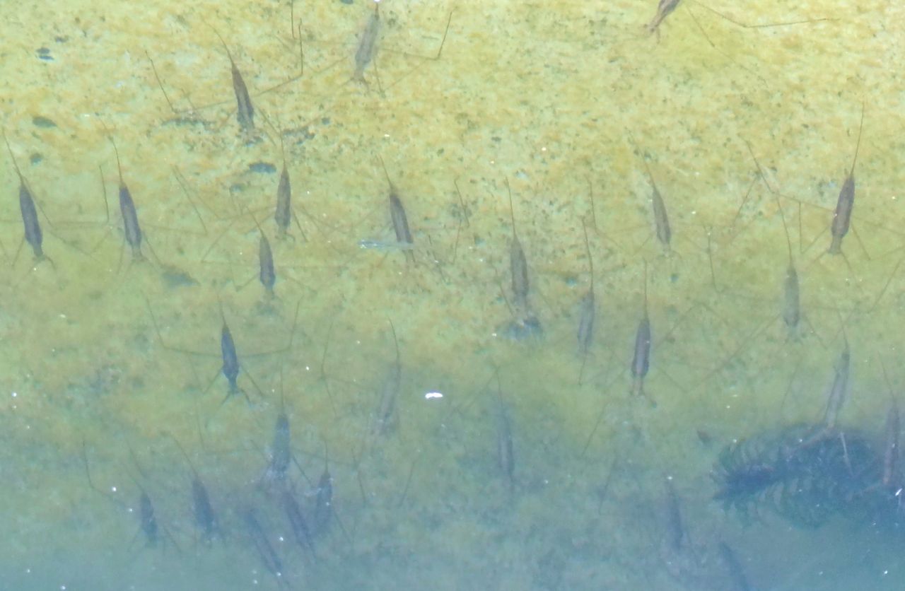 ミズカマキリ 土佐料理 旬の鰹がゆく