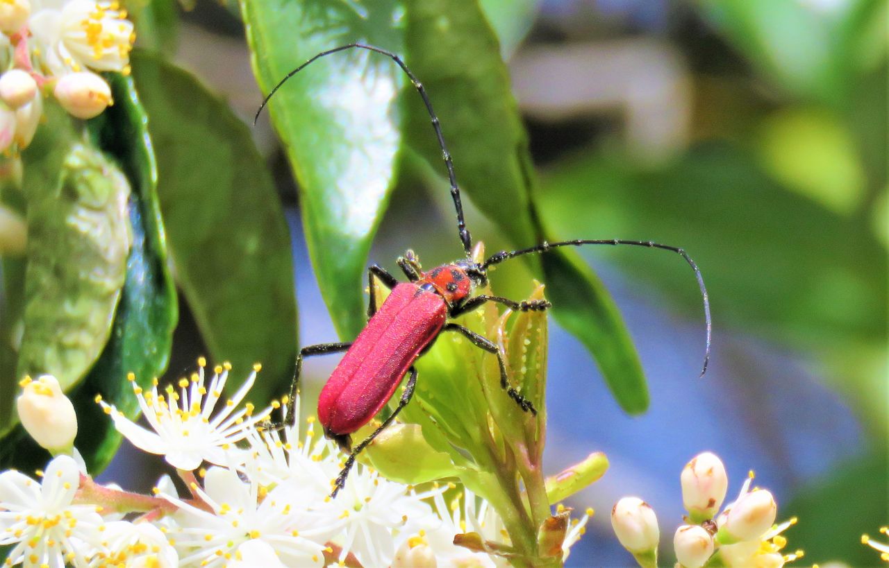 ベニカミキリとクロバイの花 土佐料理 旬の鰹がゆく