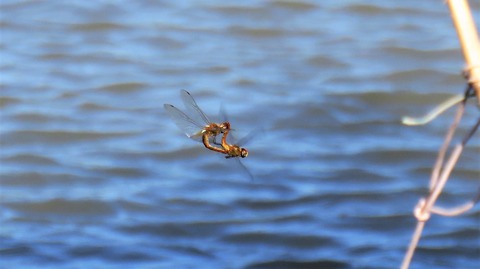 IMG_8082