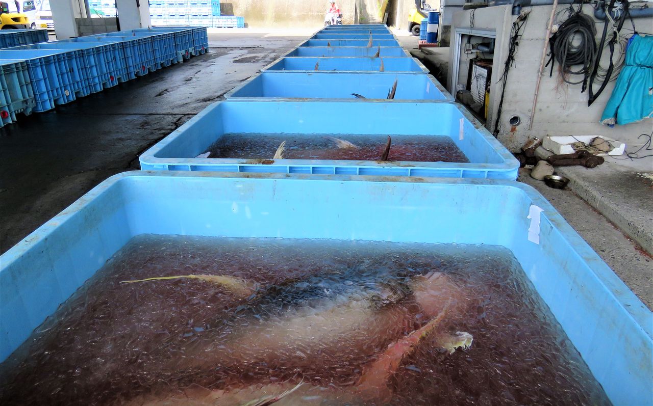 秋室戸の大型回遊魚 秋の室戸探訪 The Fourth Bullet 土佐料理 旬の鰹がゆく 秋室戸の大型回遊魚 秋の室戸探訪 The Fourth Bullet 土佐料理 旬の鰹がゆく