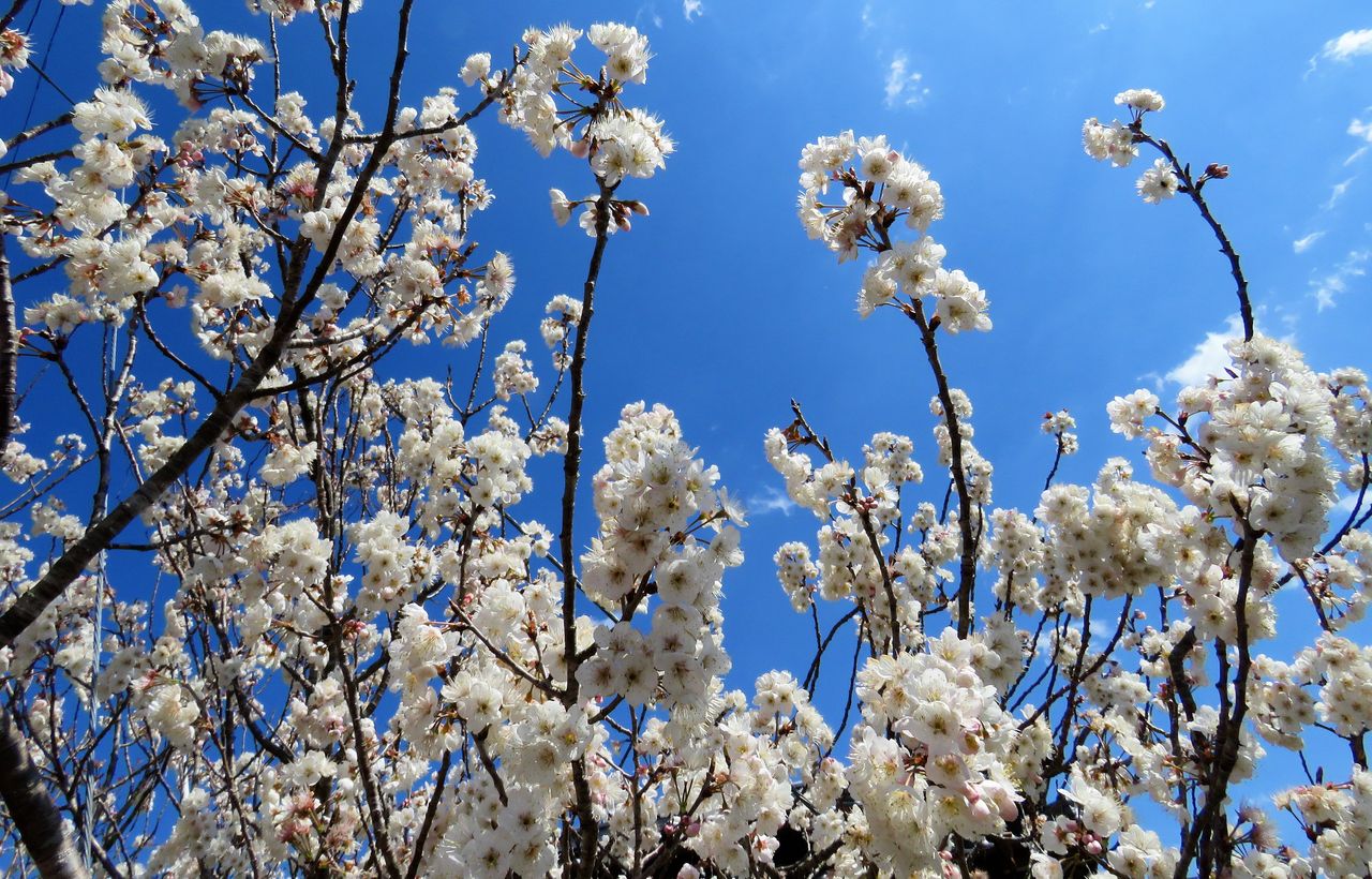 実桜の花と春の沢 土佐料理 旬の鰹がゆく