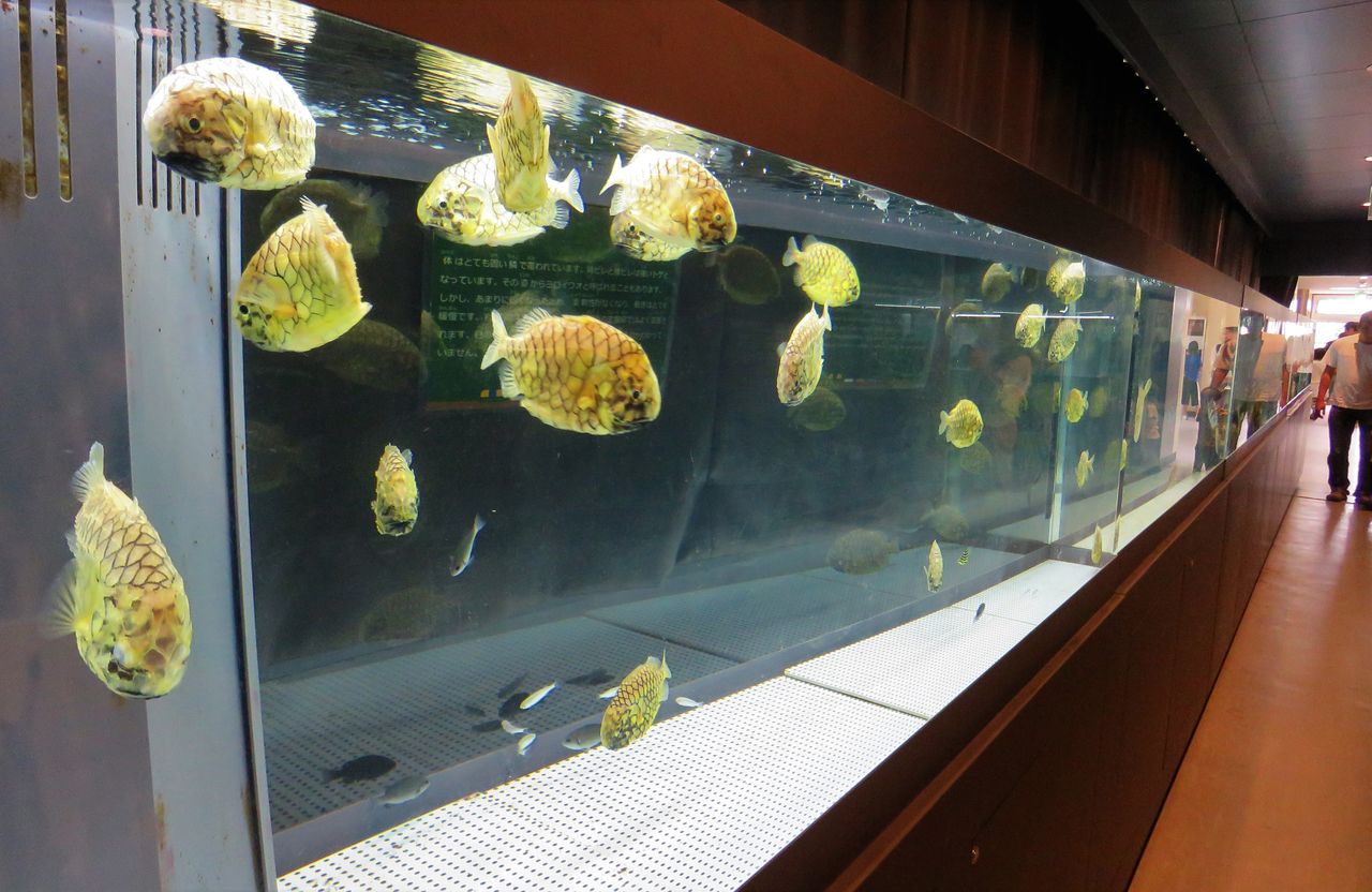 マツカサウオ 土佐料理 旬の鰹がゆく マツカサウオ 土佐料理 旬の鰹がゆく