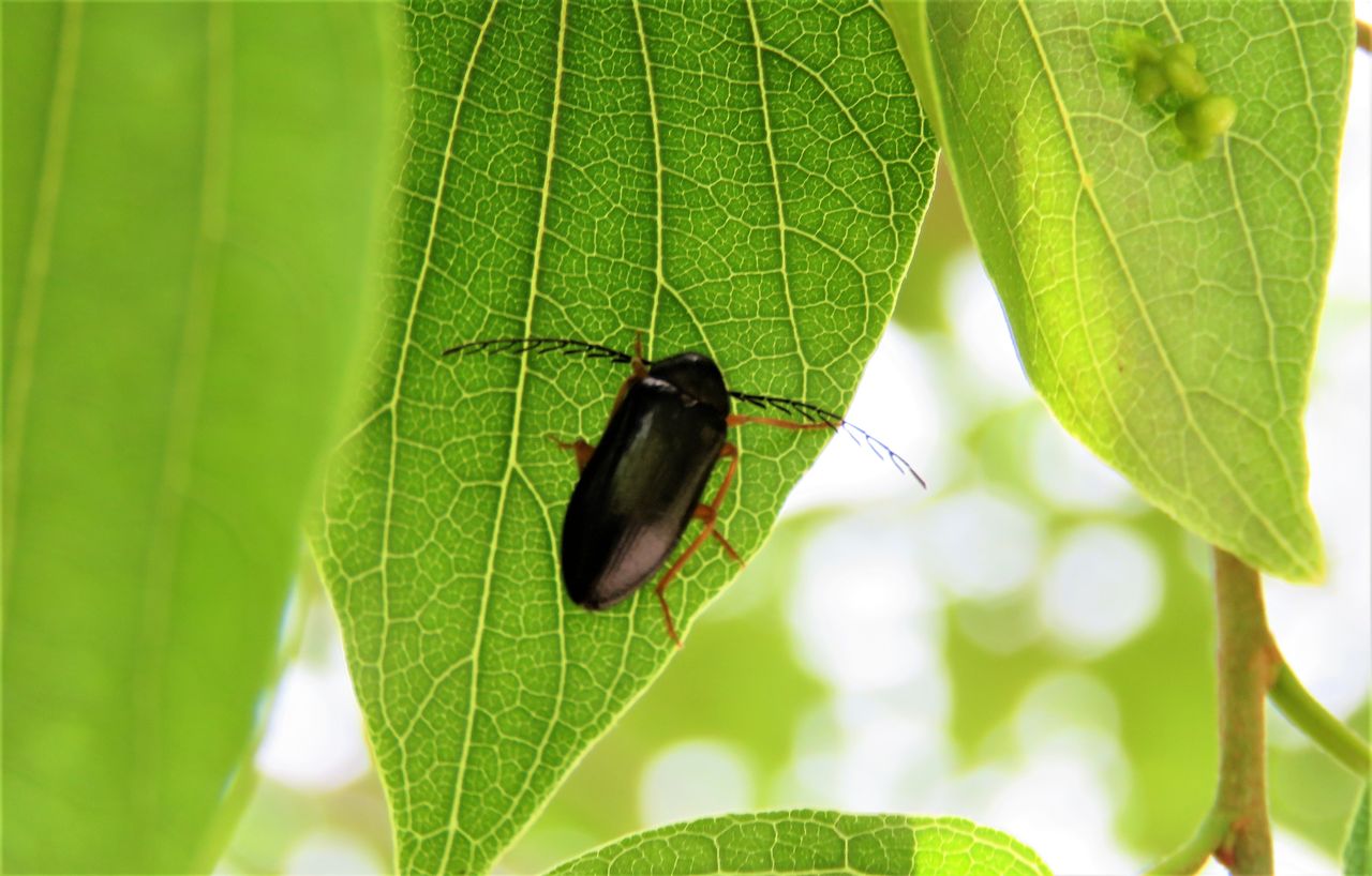 謎多い甲虫ナガハナノミ 土佐料理 旬の鰹がゆく 謎多い甲虫ナガハナノミ 土佐料理 旬の鰹がゆく