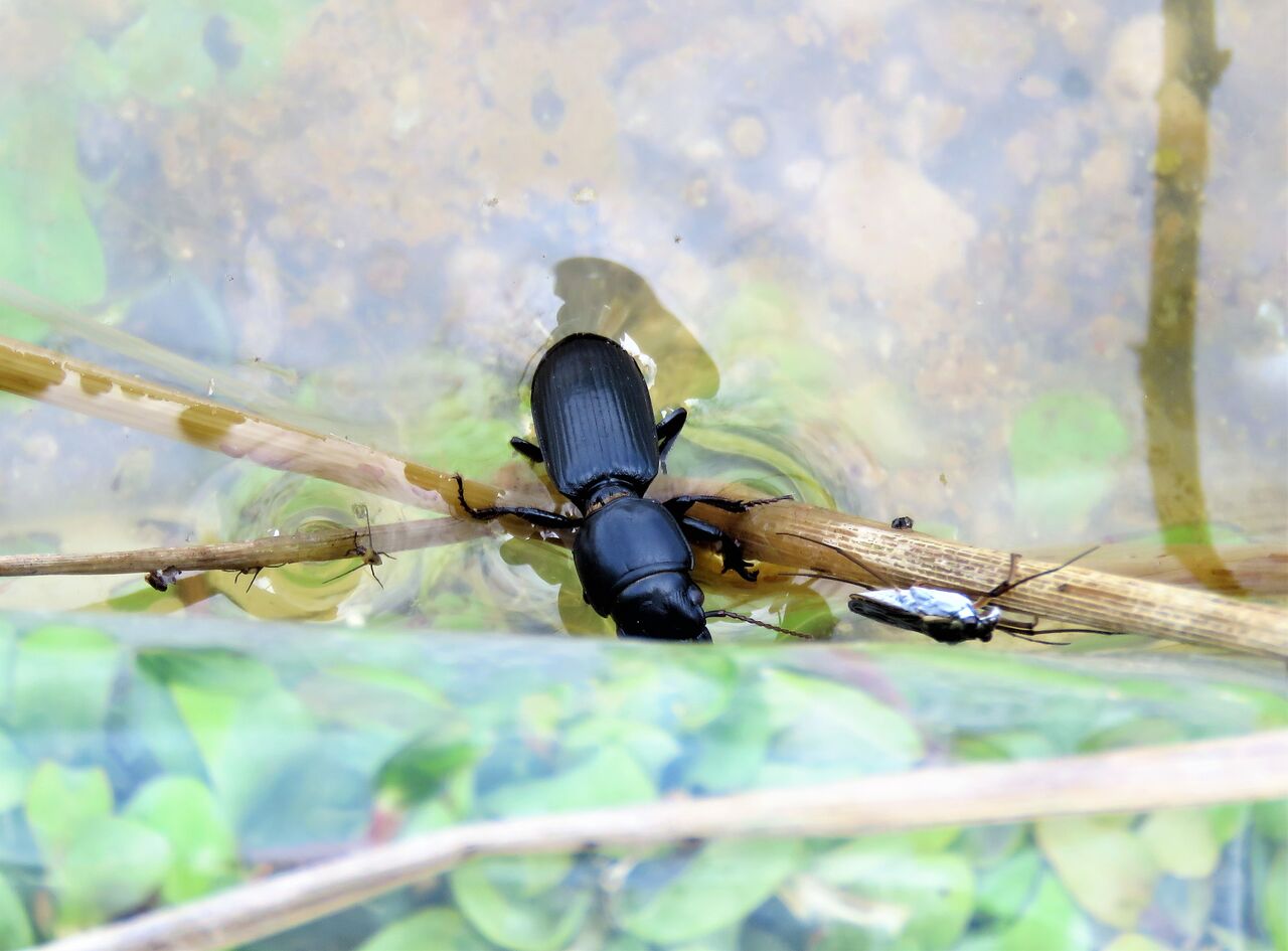 瓢箪塵虫ヒョウタンゴミムシ 土佐料理 旬の鰹がゆく 瓢箪塵虫ヒョウタンゴミムシ 土佐料理 旬の鰹がゆく