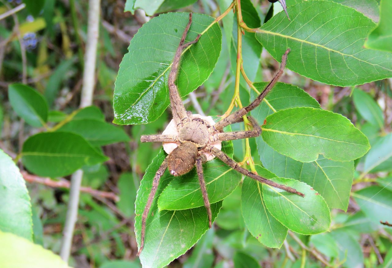大水蜘蛛Dolomedes Plantarius，特写镜头在自然环境里 木筏蜘蛛 库存照片 - 图片 包括有 重婚, 叶子: 95142898