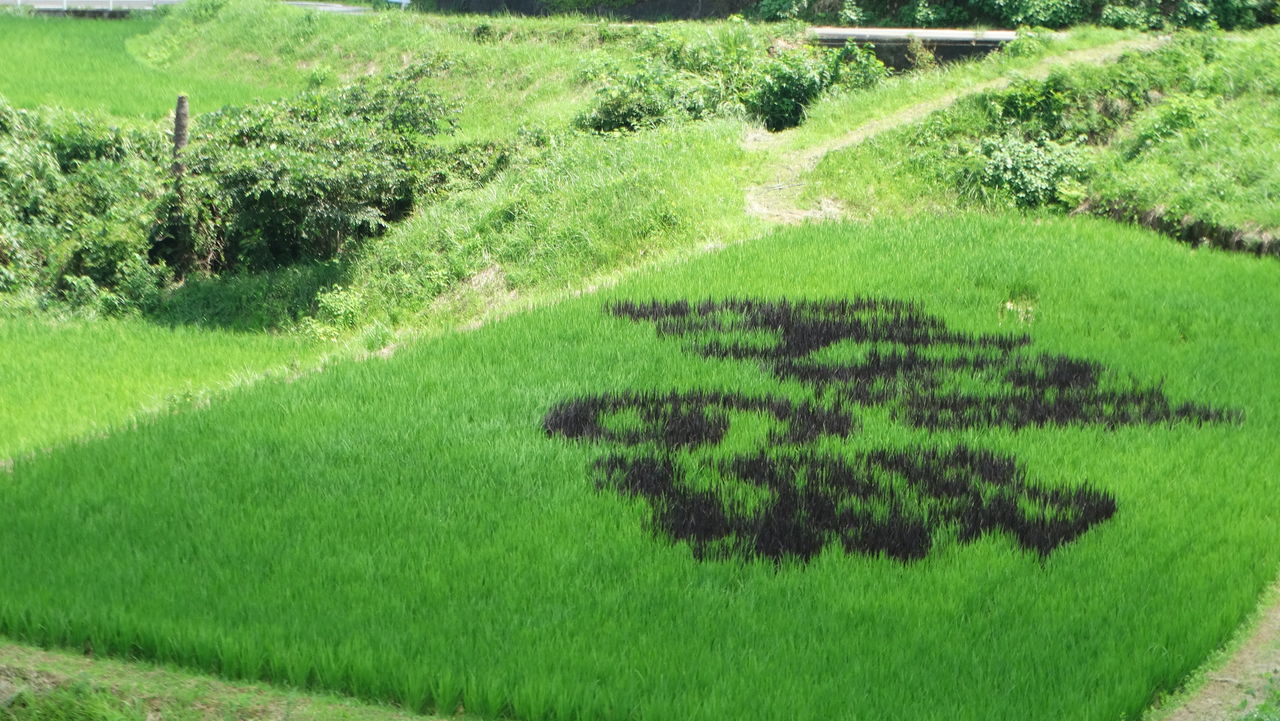 吉延の棚田の田んぼアート２０１５ 土佐料理 旬の鰹がゆく