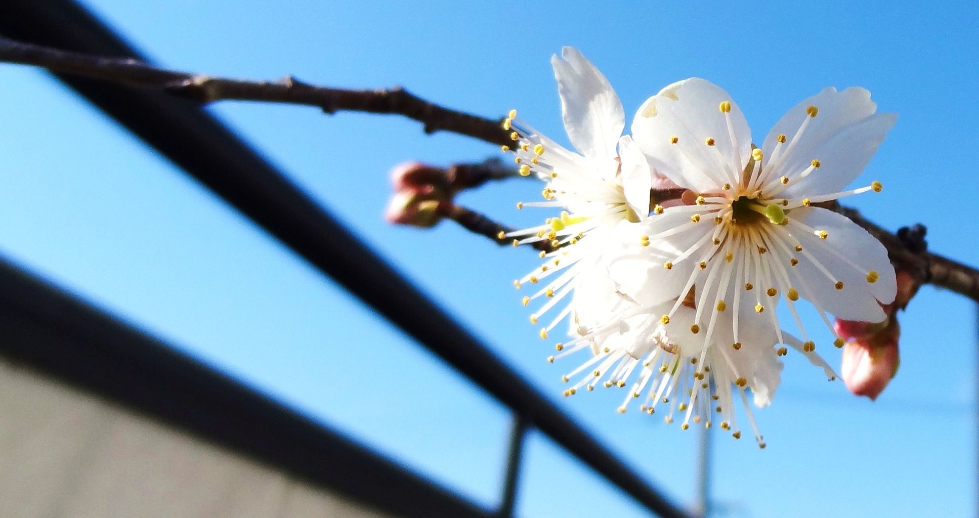 桜桃 土佐料理 旬の鰹がゆく 桜桃 土佐料理 旬の鰹がゆく