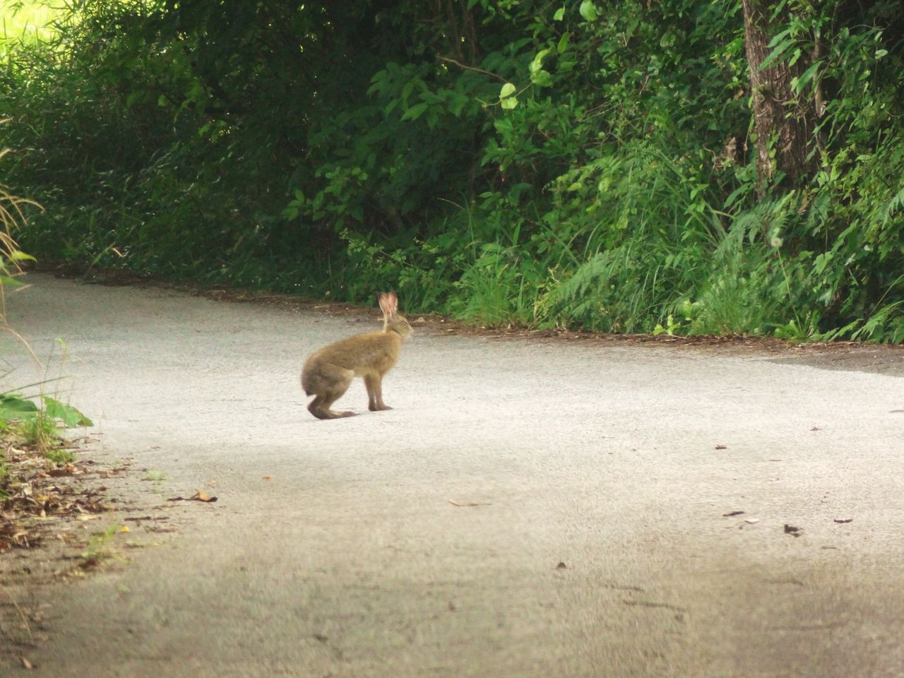 ニホンノウサギ 土佐料理 旬の鰹がゆく