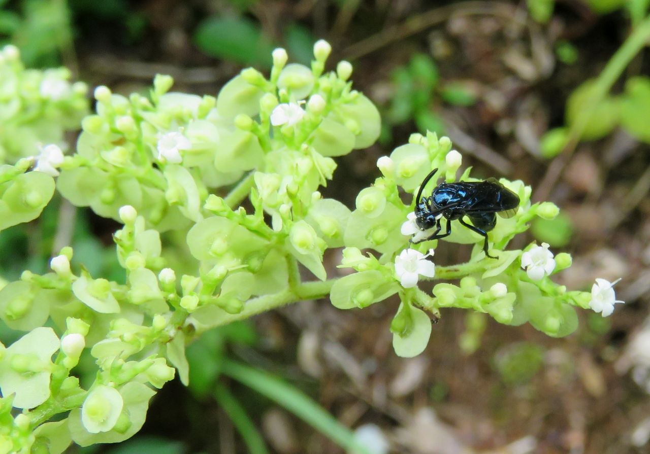 ルリチュウレンジ 土佐料理 旬の鰹がゆく