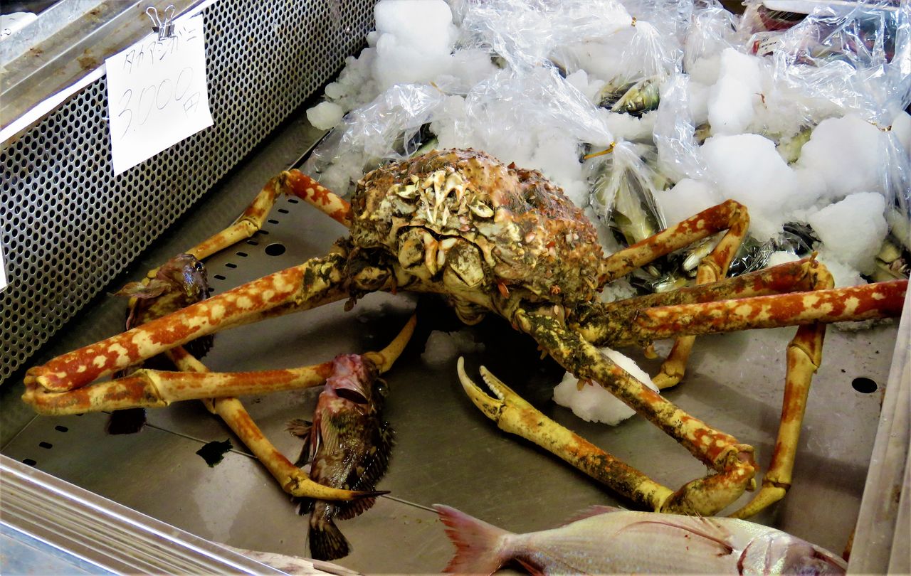 18年03月 土佐料理 旬の鰹がゆく