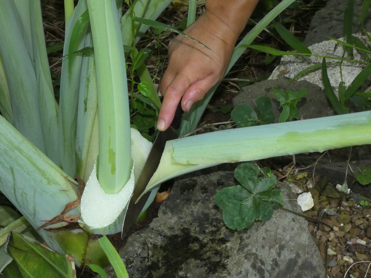 高知の家庭鮎料理 名脇役といえば 土佐料理 旬の鰹がゆく