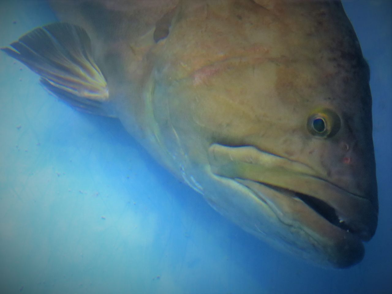 香南市漁港の夜釣りホットスポット 土佐料理 旬の鰹がゆく