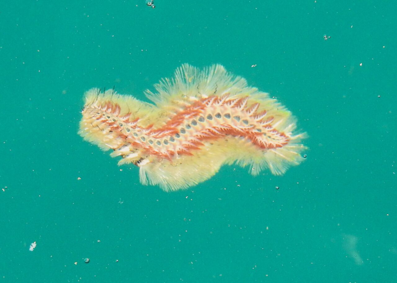 泳げ海毛虫くん（ウミケムシ）そのこころは・・・ : 土佐料理 旬の鰹が