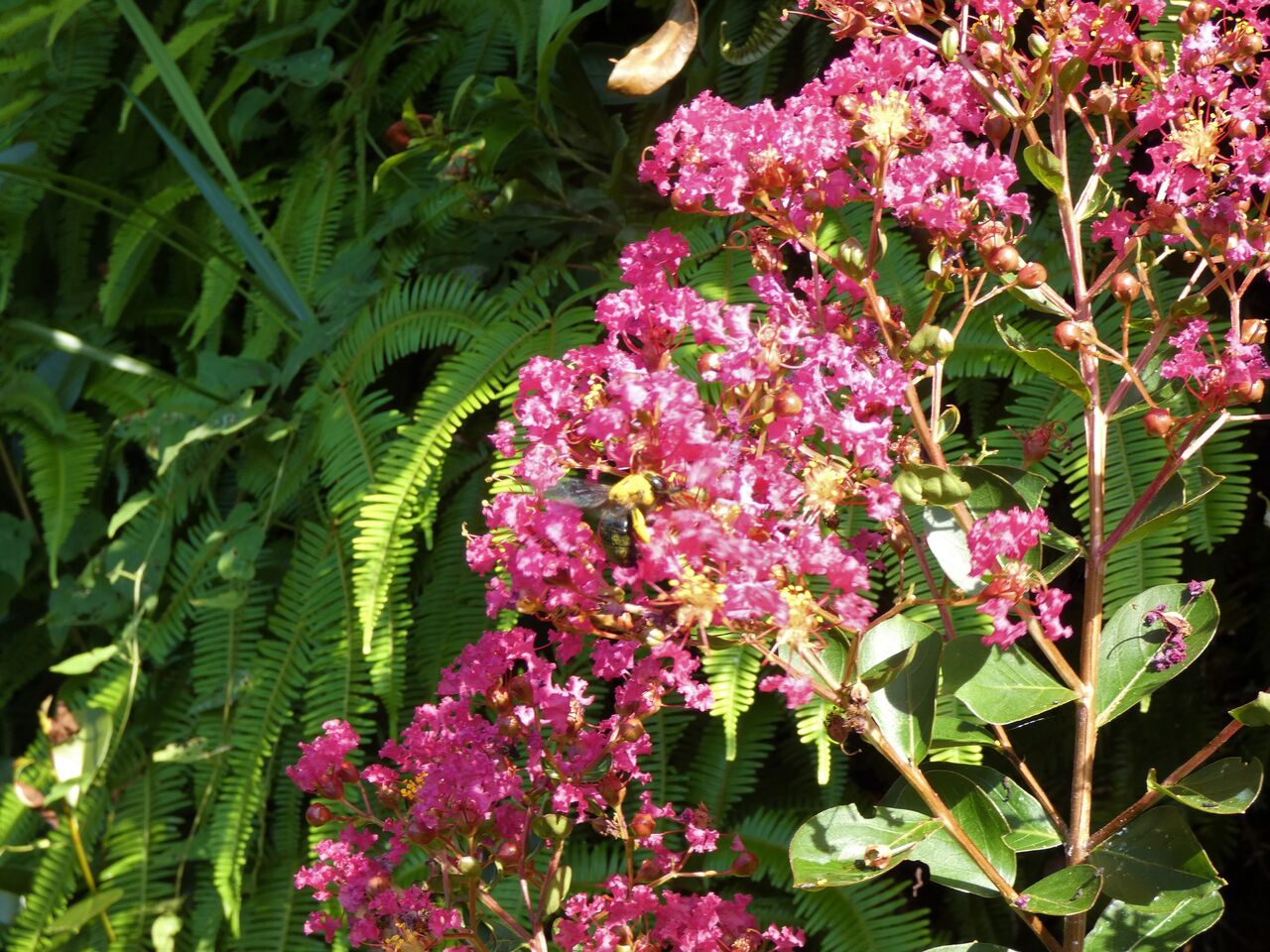 高知の里山に見る自然の役回り 土佐料理 旬の鰹がゆく