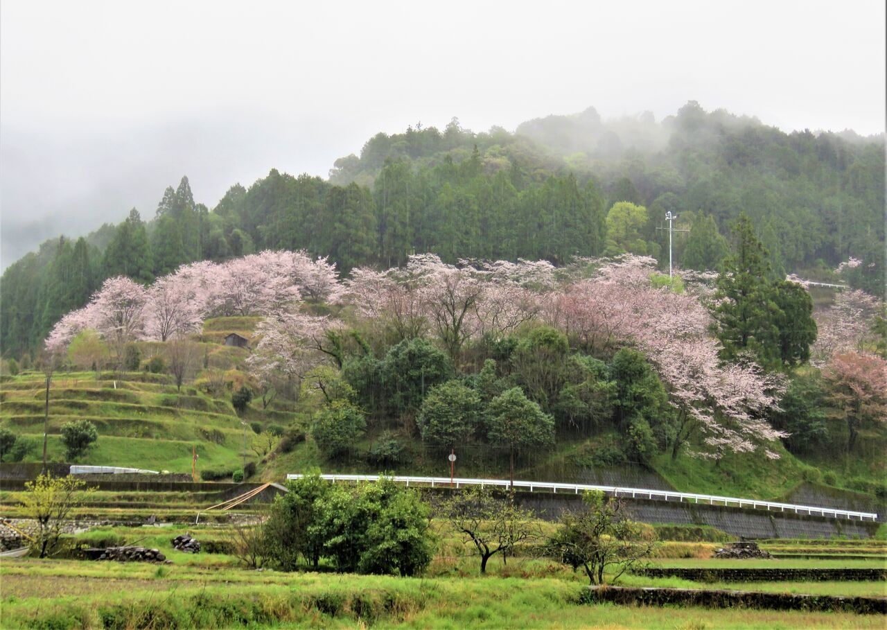 菜種梅雨に煙る花公園 土佐料理 旬の鰹がゆく