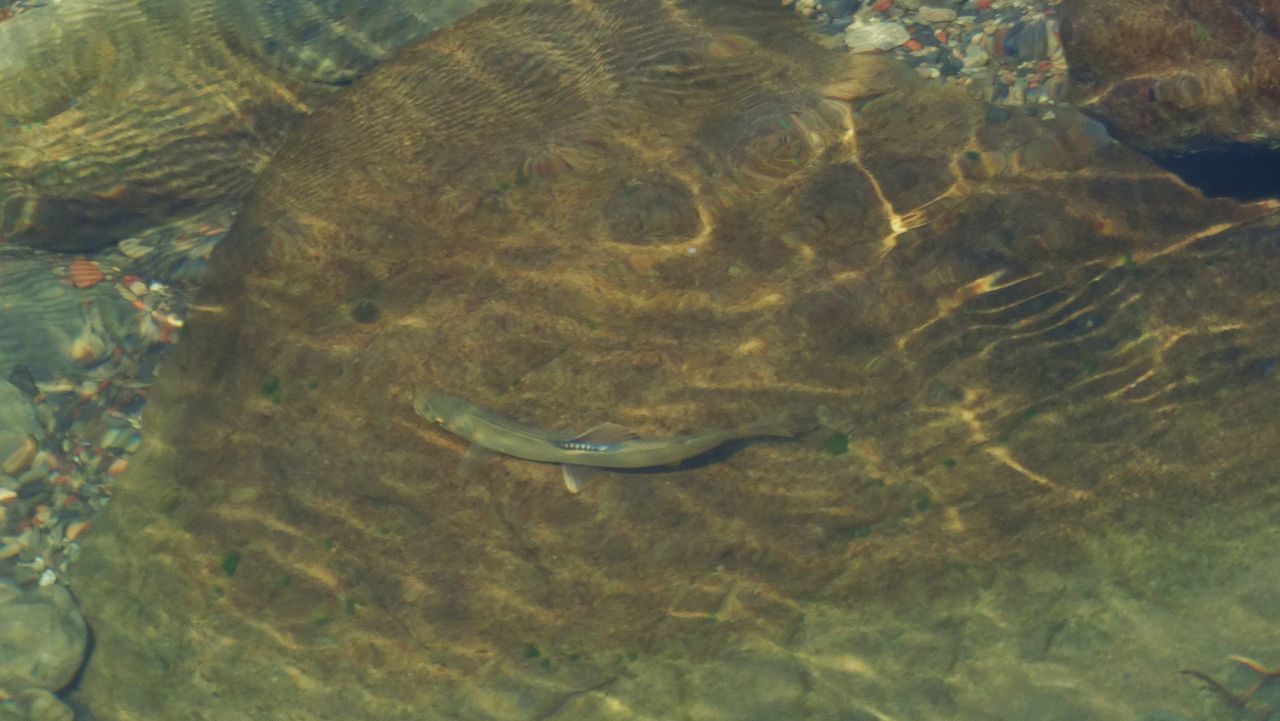 縄張り鮎 土佐料理 旬の鰹がゆく