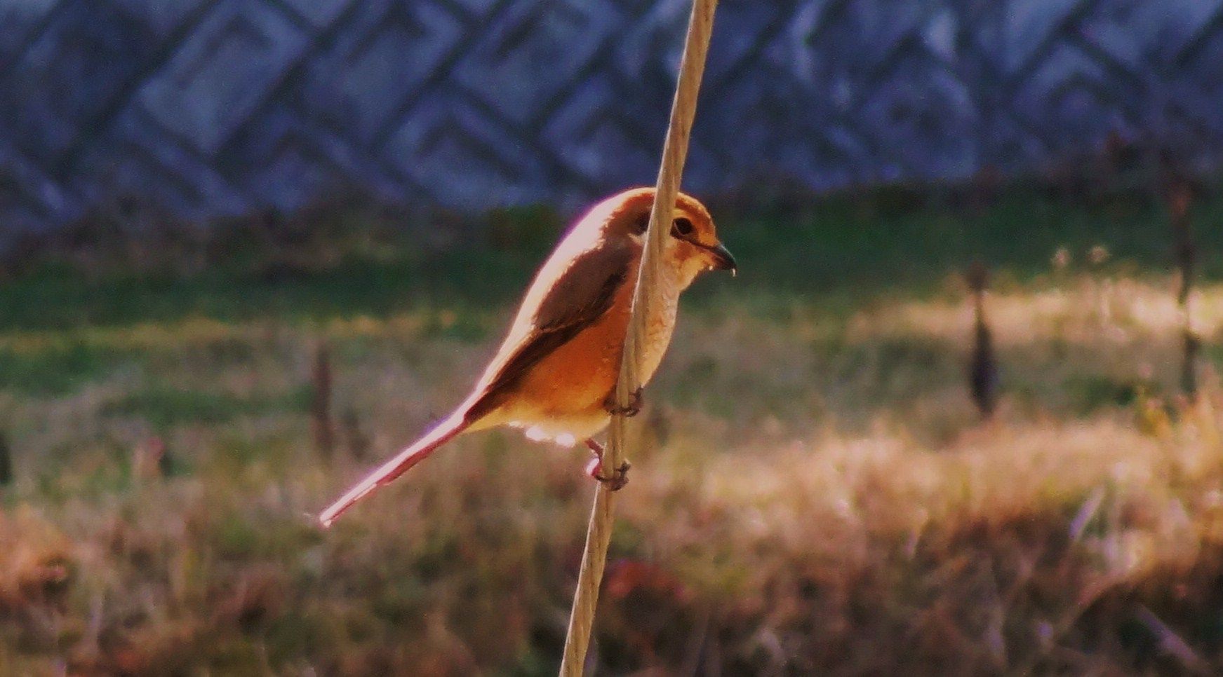 モズ 土佐料理 旬の鰹がゆく