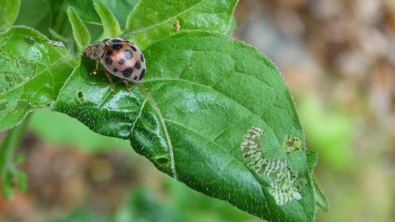 ニジュウヤホシテントウ 土佐料理 旬の鰹がゆく ニジュウヤホシテントウ 土佐料理 旬の鰹がゆく