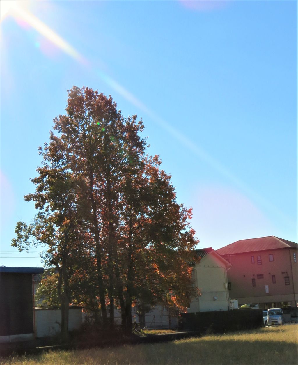 フウの木 土佐料理 旬の鰹がゆく